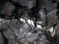 Trottellummen sitzen auf schrägem Felsvorsprung bei Svörtuloft - Snaefellsnes Halbinsel